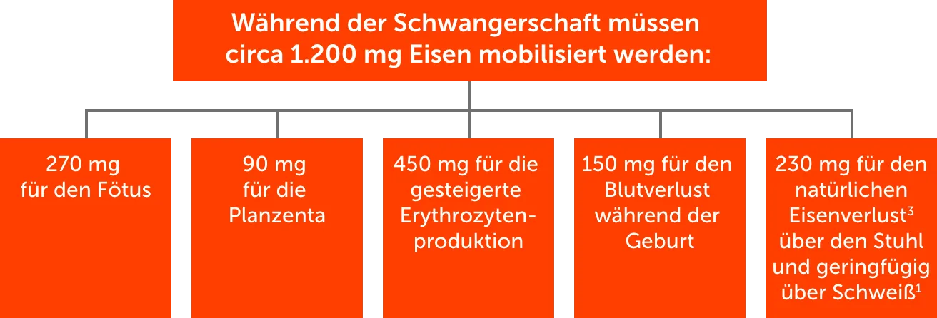 Eisenbedarf während der Schwangerschaft